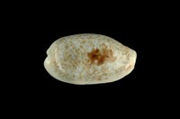 藏品(愛龍寶螺)的圖片